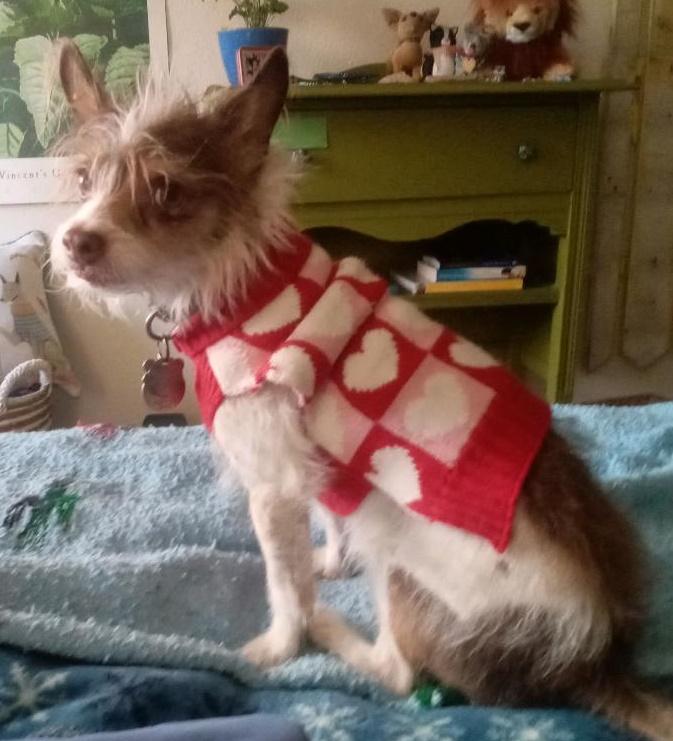 Enlarge Eddie, a ADOPTABLE mixed breed in Salem, OR image 3/3