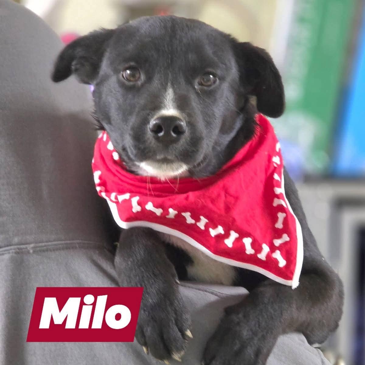 Milo