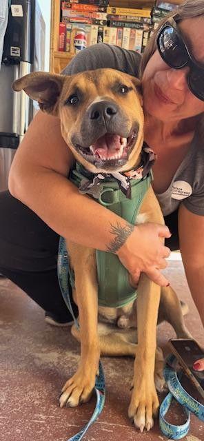 Enlarge Crockett, a Adoptable mixed breed in Williamsburg, NM image 1/3