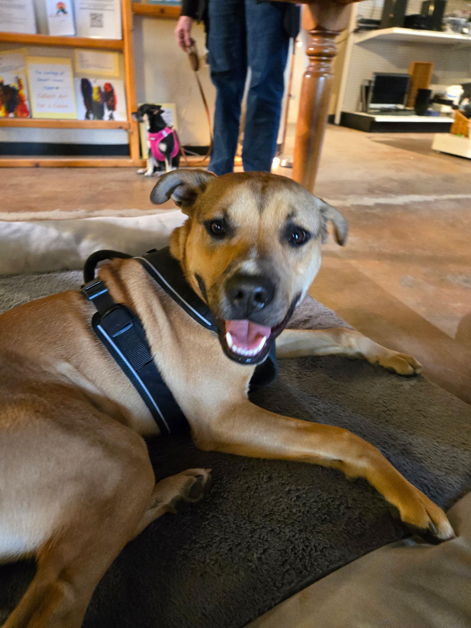 Crockett, Adoptable, Puppy Male Australian Cattle Dog / Blue Heeler & Boxer.