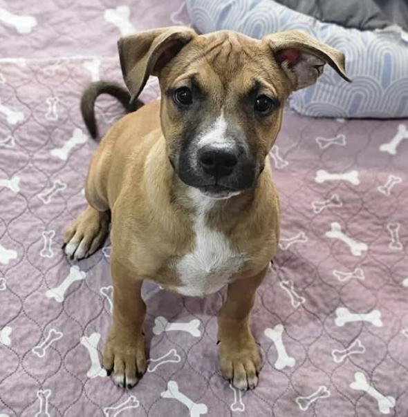 Enlarge Crockett, a Adoptable mixed breed in Williamsburg, NM image 1/3