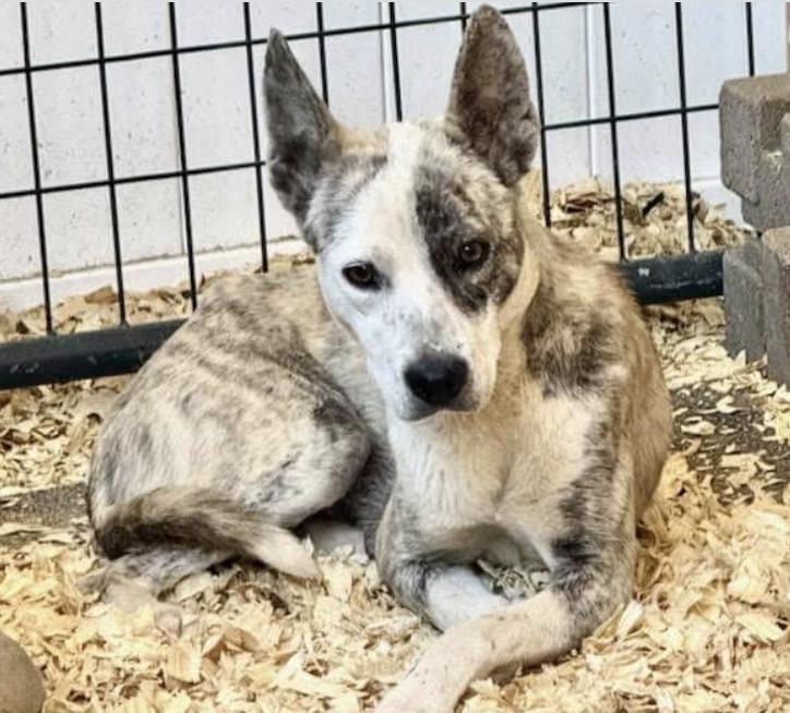 Crockett, a Adoptable mixed breed image 2/2