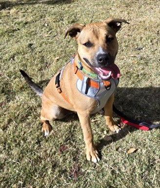 Crockett, Adoptable, Puppy Male Australian Cattle Dog / Blue Heeler & Boxer.