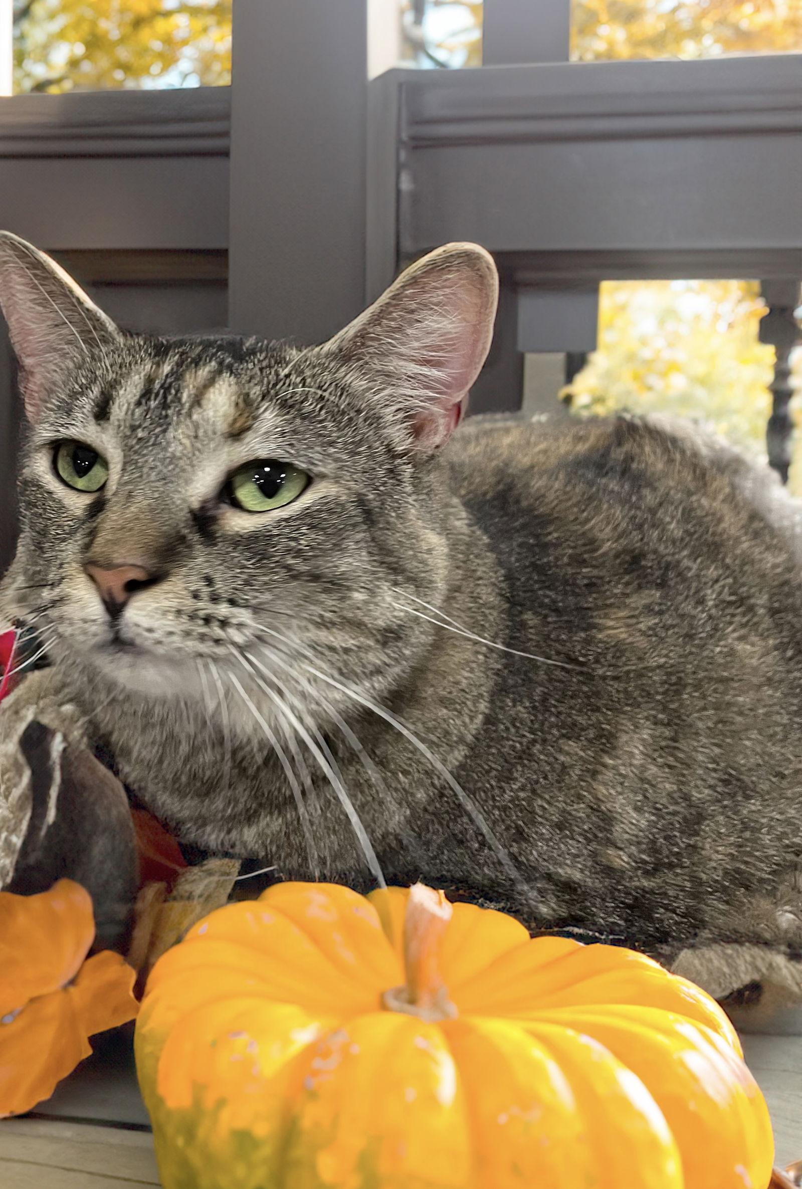 London, a Adoptable Domestic Short Hair in Chandler, AZ image 2/6