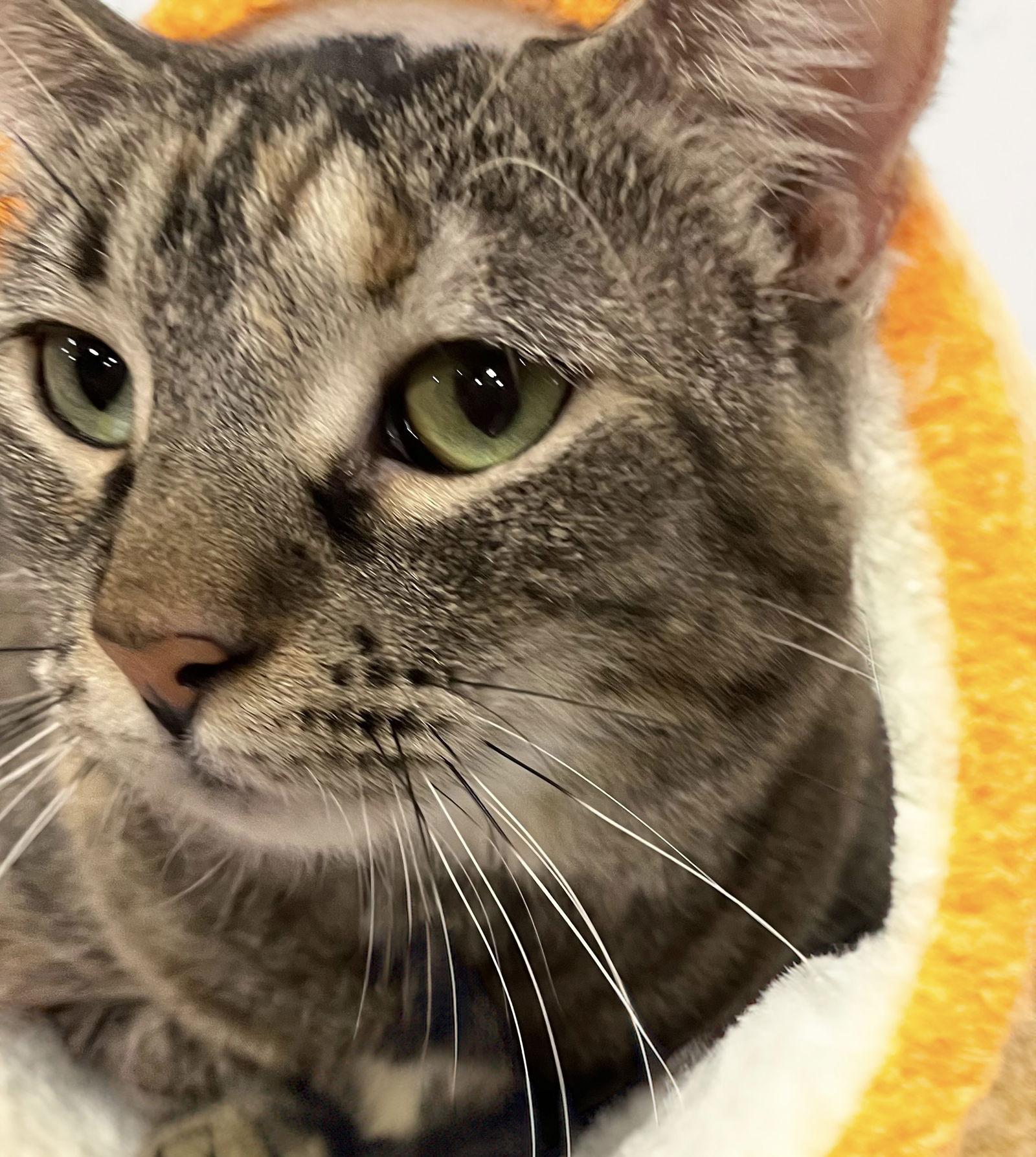 London, a Adoptable Domestic Short Hair in Chandler, AZ image 3/6