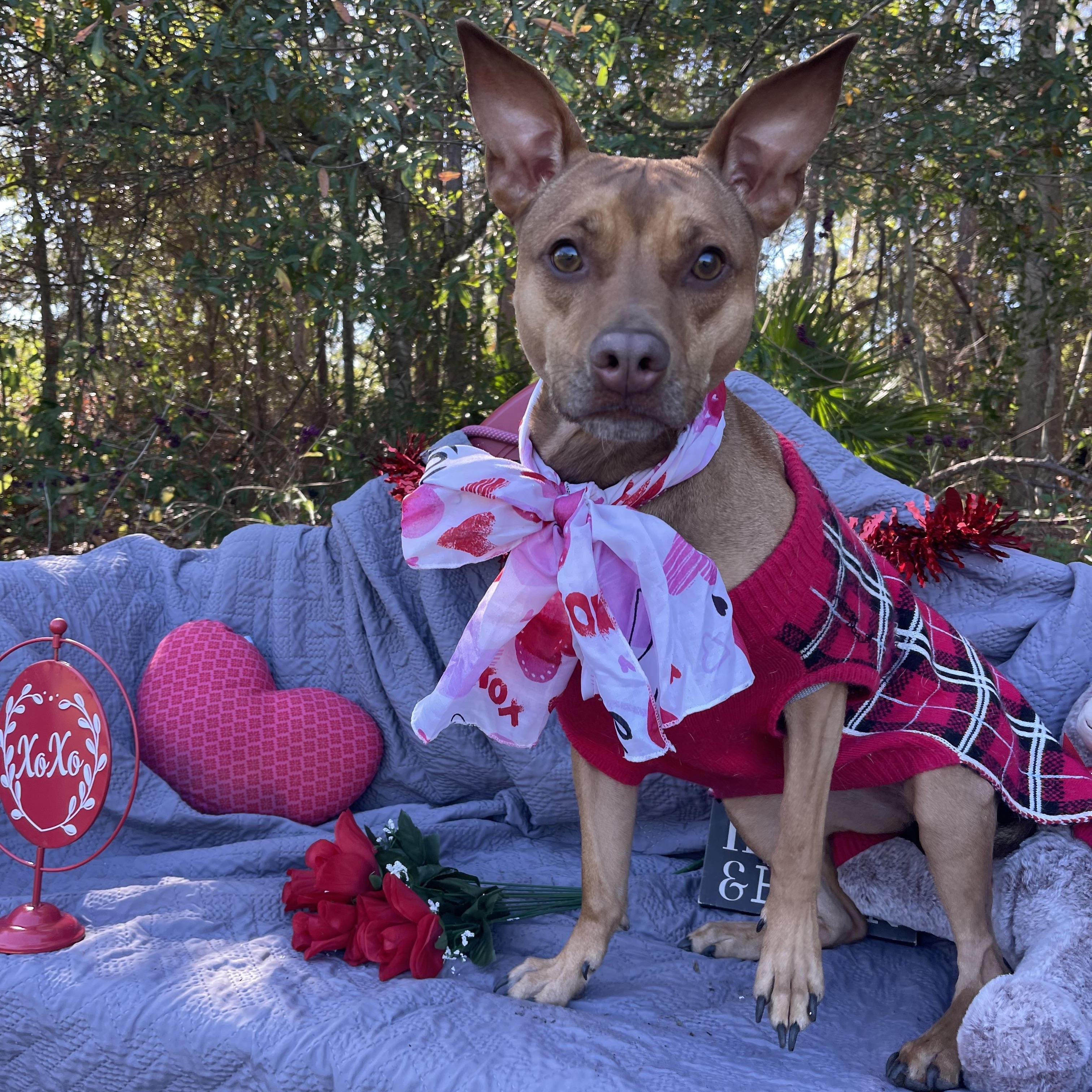 Enlarge Marli, a ADOPTABLE mixed breed in Sebring, FL image 4/5