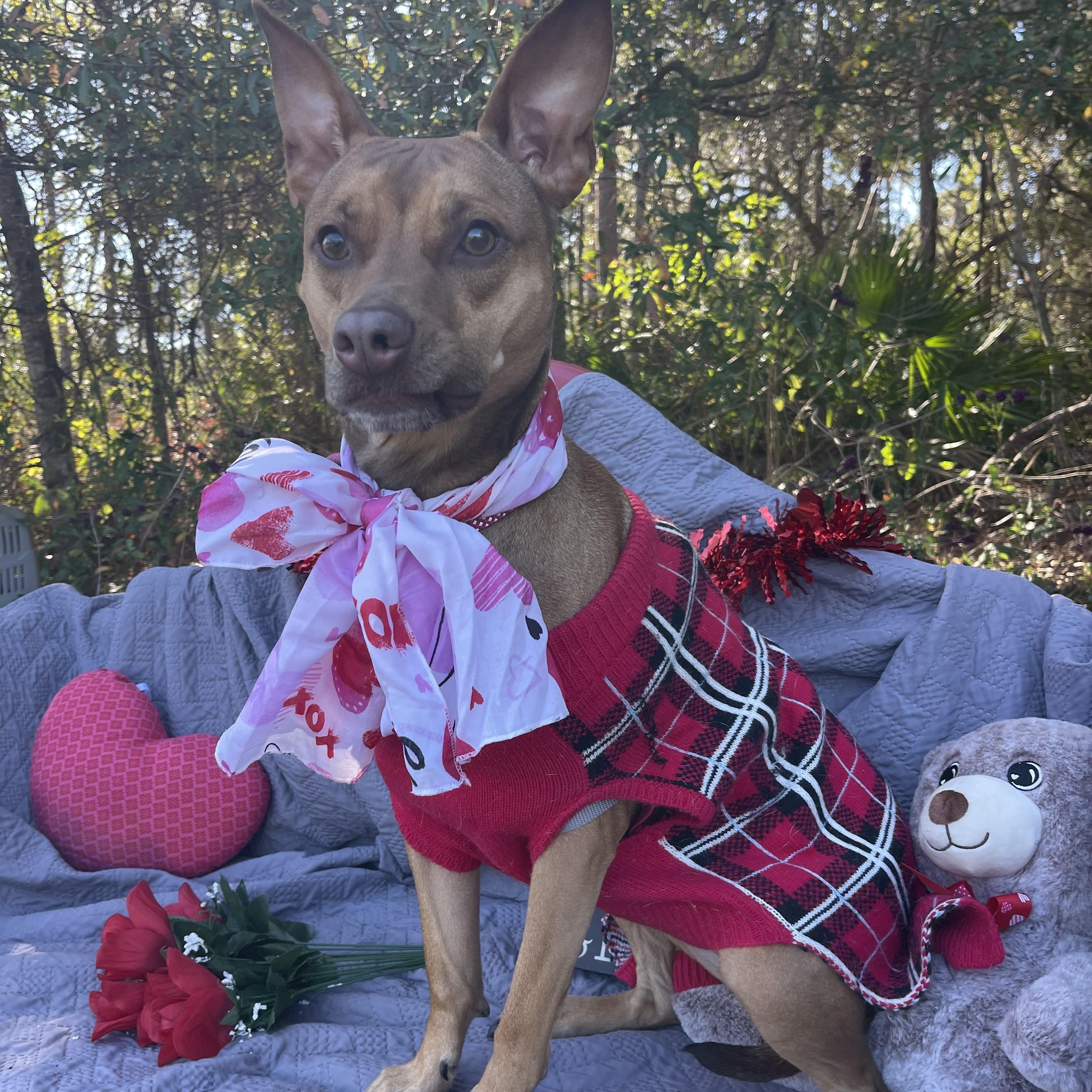 Enlarge Marli, a ADOPTABLE mixed breed in Sebring, FL image 5/5