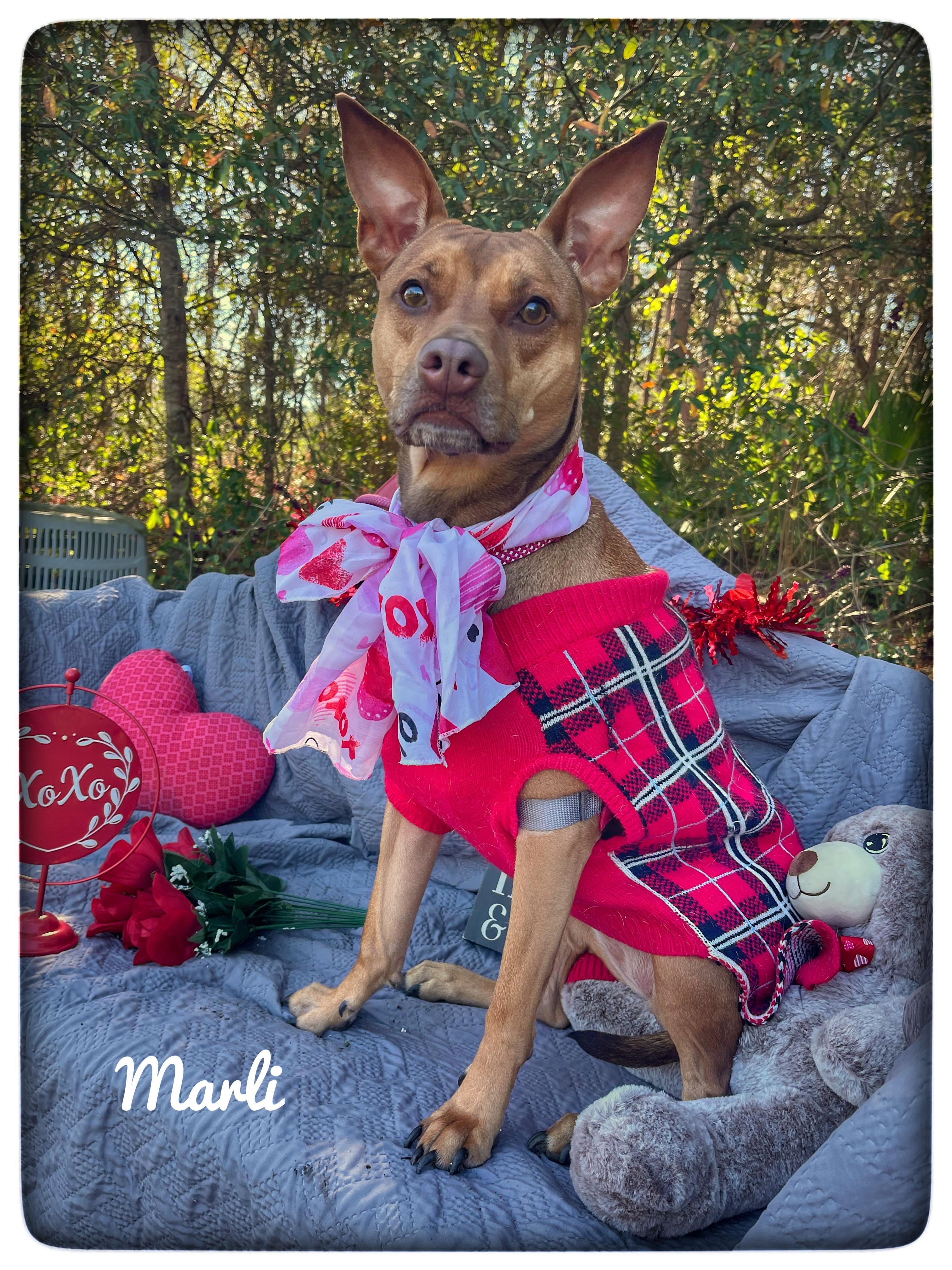 Enlarge Marli, a ADOPTABLE mixed breed in Sebring, FL image 1/5