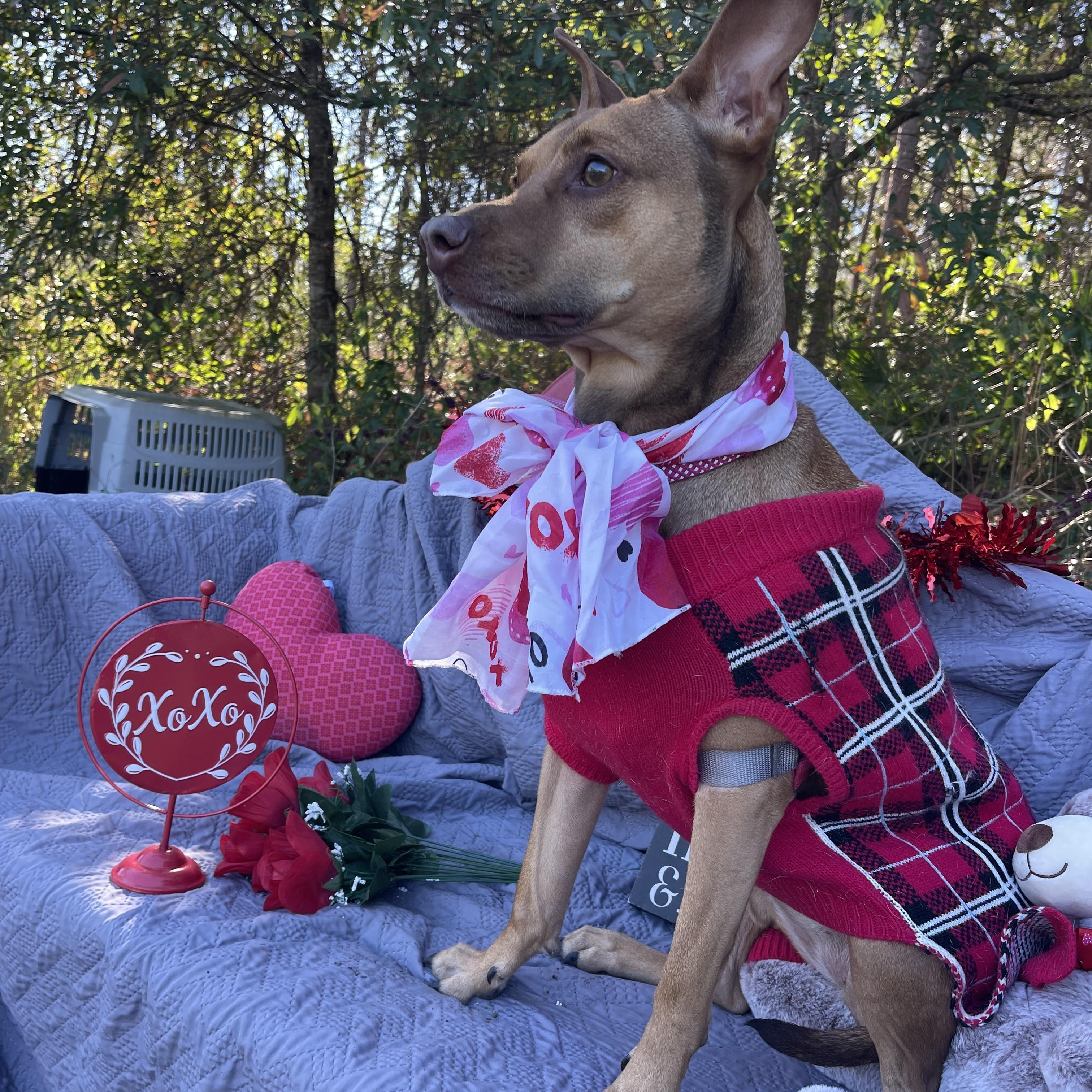 Enlarge Marli, a ADOPTABLE mixed breed in Sebring, FL image 3/5