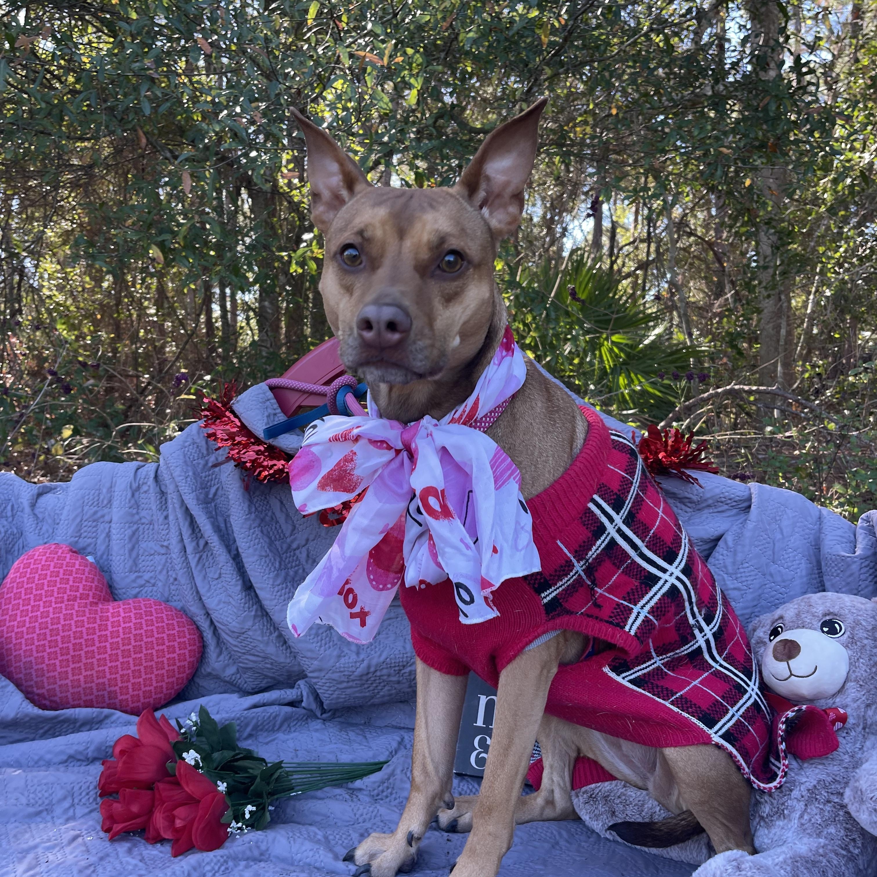 Enlarge Marli, a ADOPTABLE mixed breed in Sebring, FL image 2/5