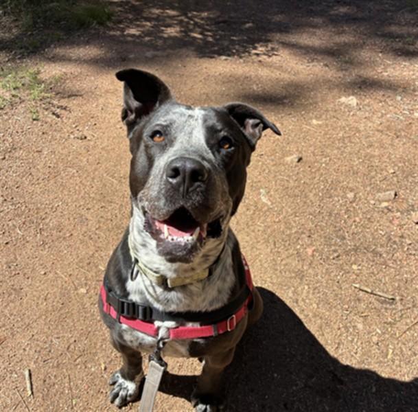 Enlarge KALLIOPE, a Adoptable Mixed Breed in Santa Fe, NM image 1/1