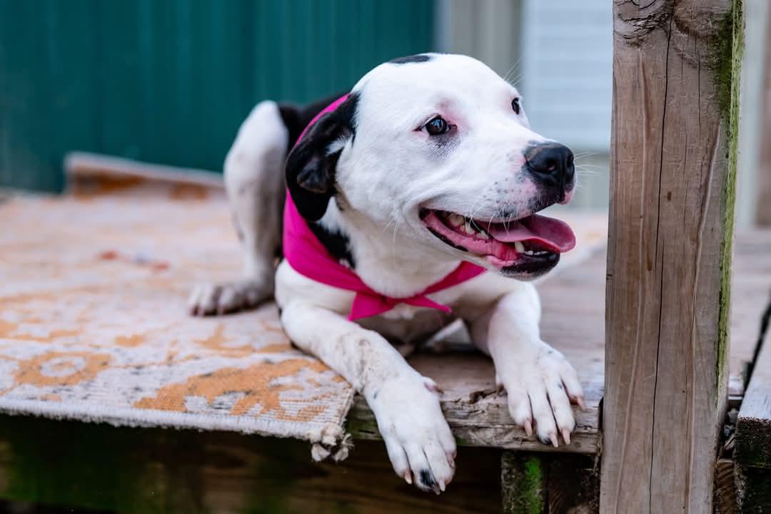Enlarge Miriam, a Adopted mixed breed in Malden, MO image 4/6