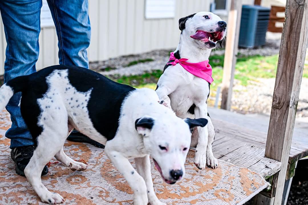 Enlarge Miriam, a Adopted mixed breed in Malden, MO image 6/6