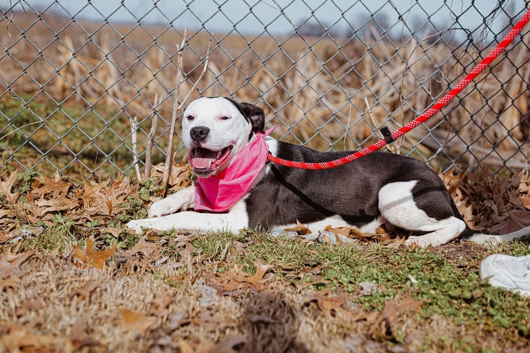 Enlarge Miriam, a Adopted mixed breed in Malden, MO image 2/6