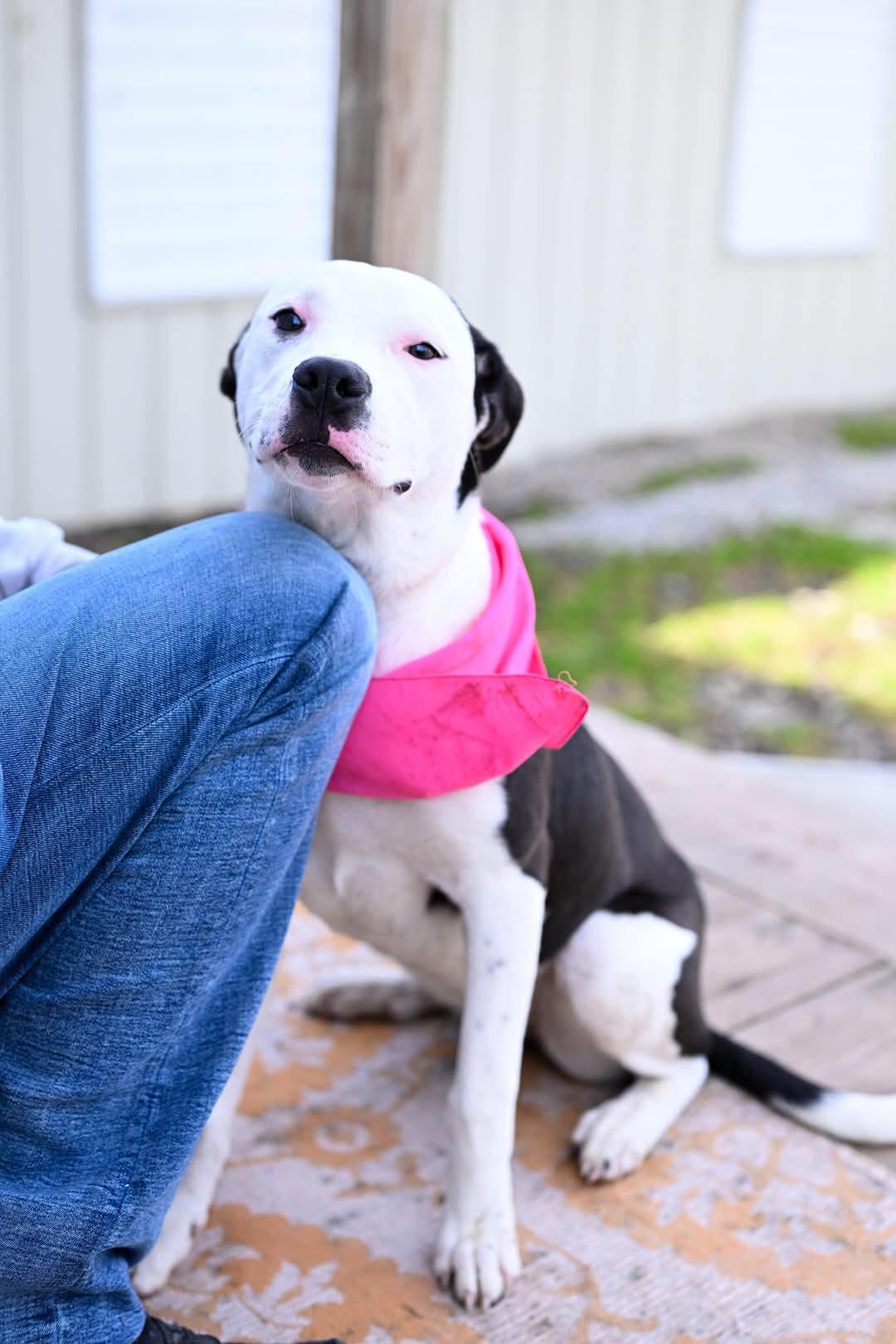 Enlarge Miriam, a Adopted mixed breed in Malden, MO image 1/6