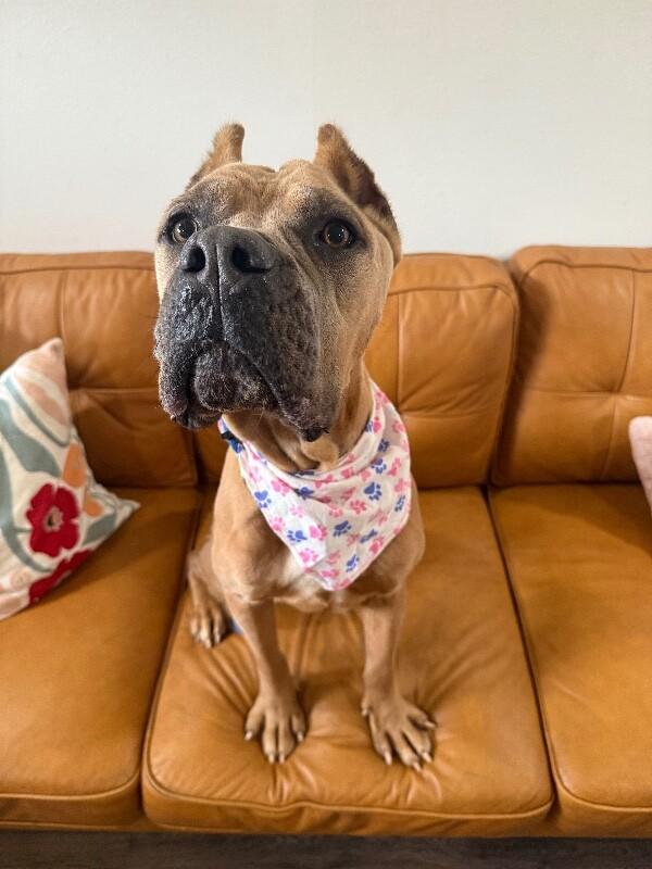 Brandy belle — thumbnail 2