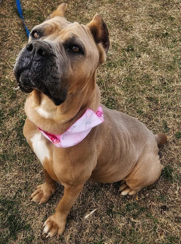 Brandy belle — thumbnail 4