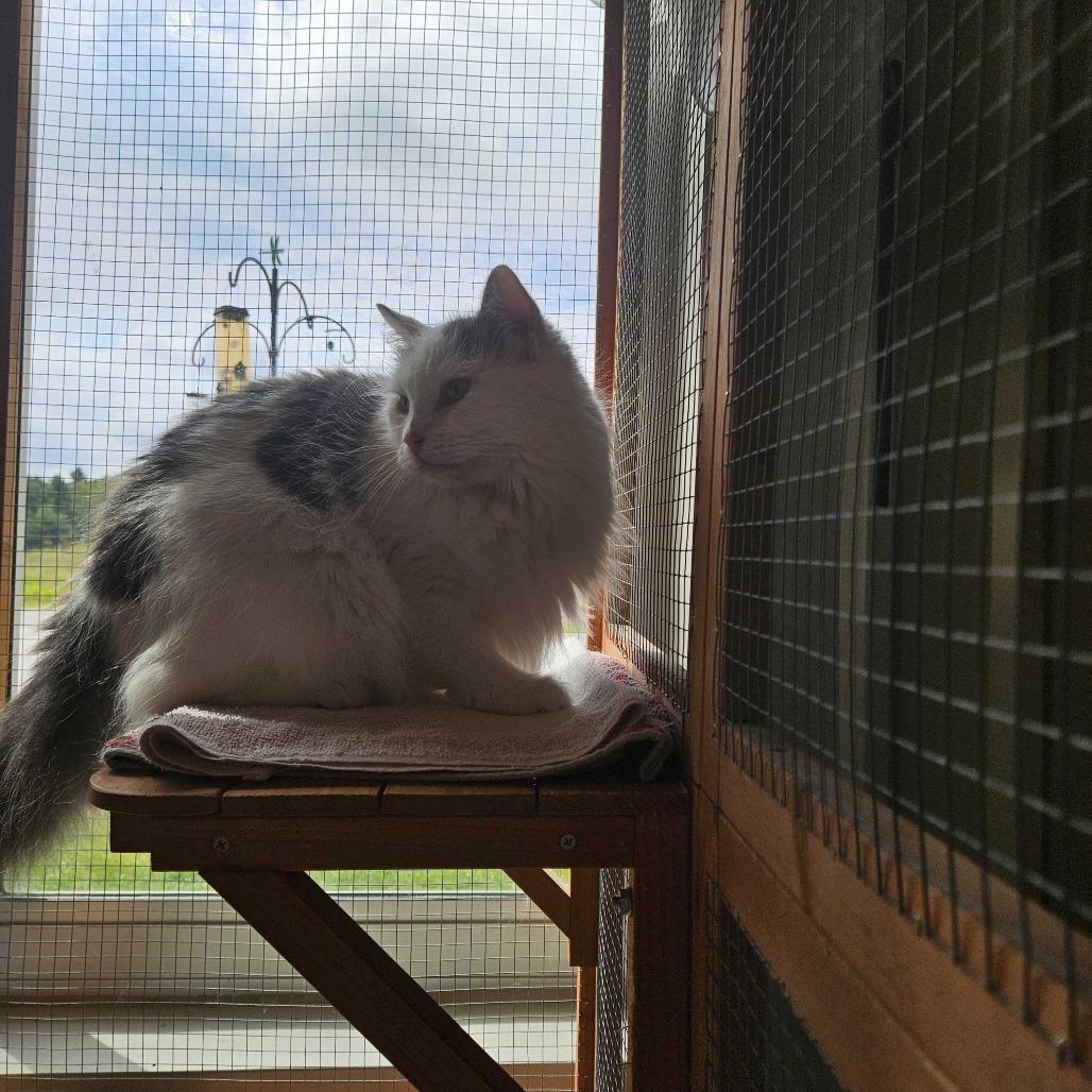 Enlarge Soul, a Adoptable Domestic Long Hair in Dover, NH image 4/6