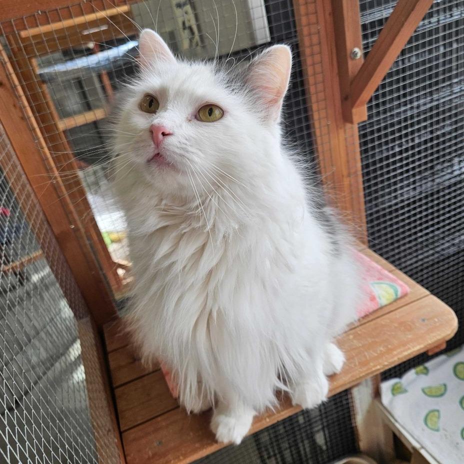 Enlarge Soul, a Adoptable Domestic Long Hair in Dover, NH image 6/6