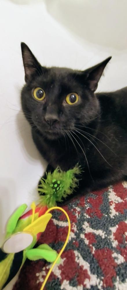 Akin, Adoptable, Young Male Domestic Short Hair.