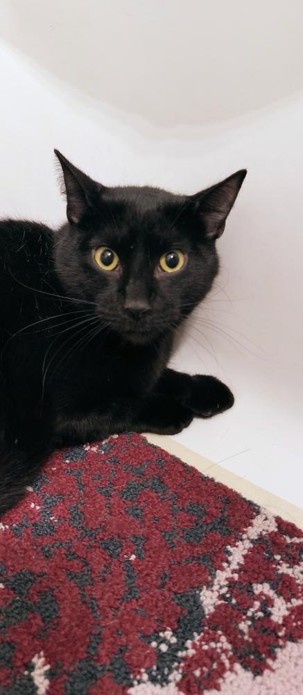 Enlarge Akin, a Adoptable Domestic Short Hair in Wheaton, IL image 2/3