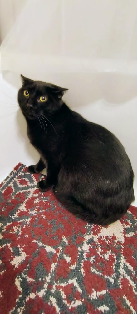 Enlarge Akin, a Adoptable Domestic Short Hair in Wheaton, IL image 3/3