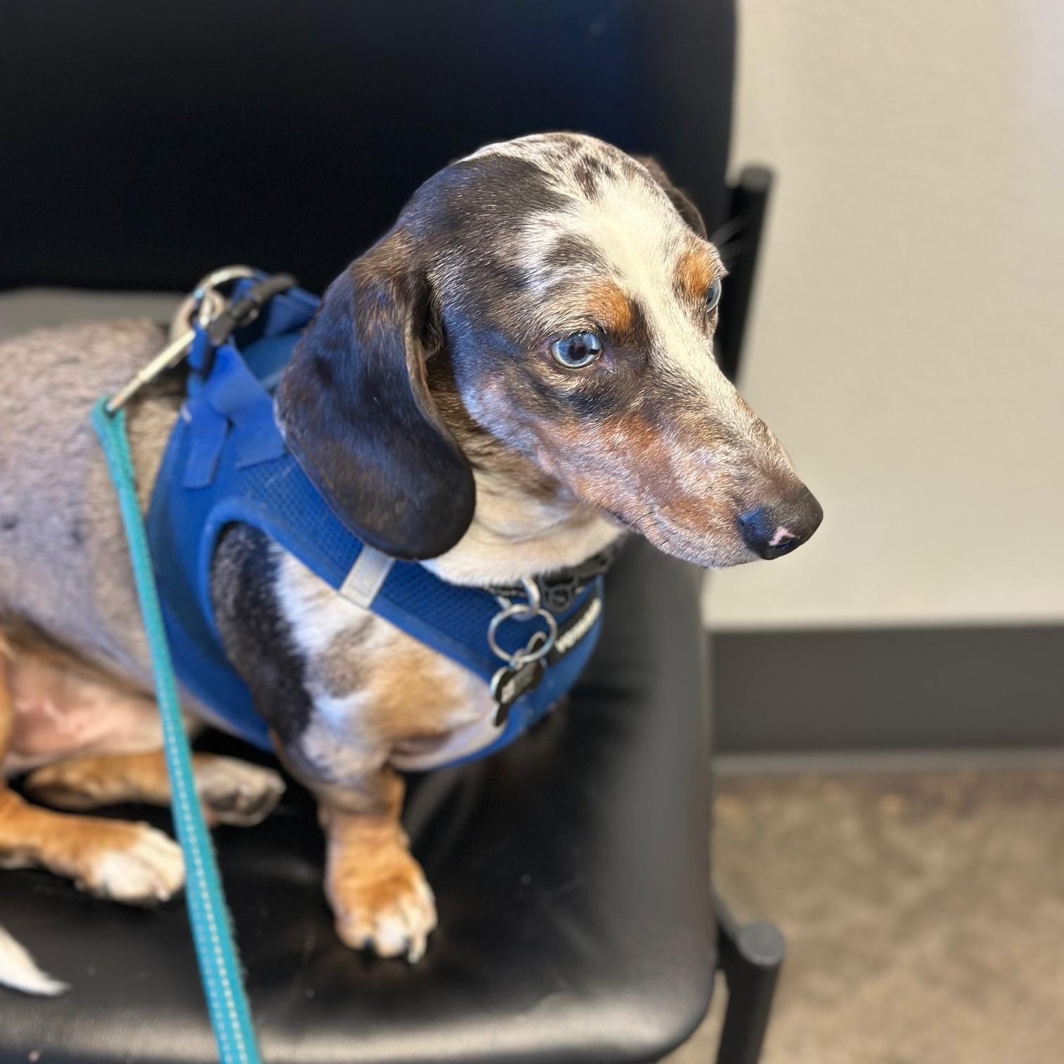 Milo, a Adoptable Dachshund in Portland, OR image 2/2