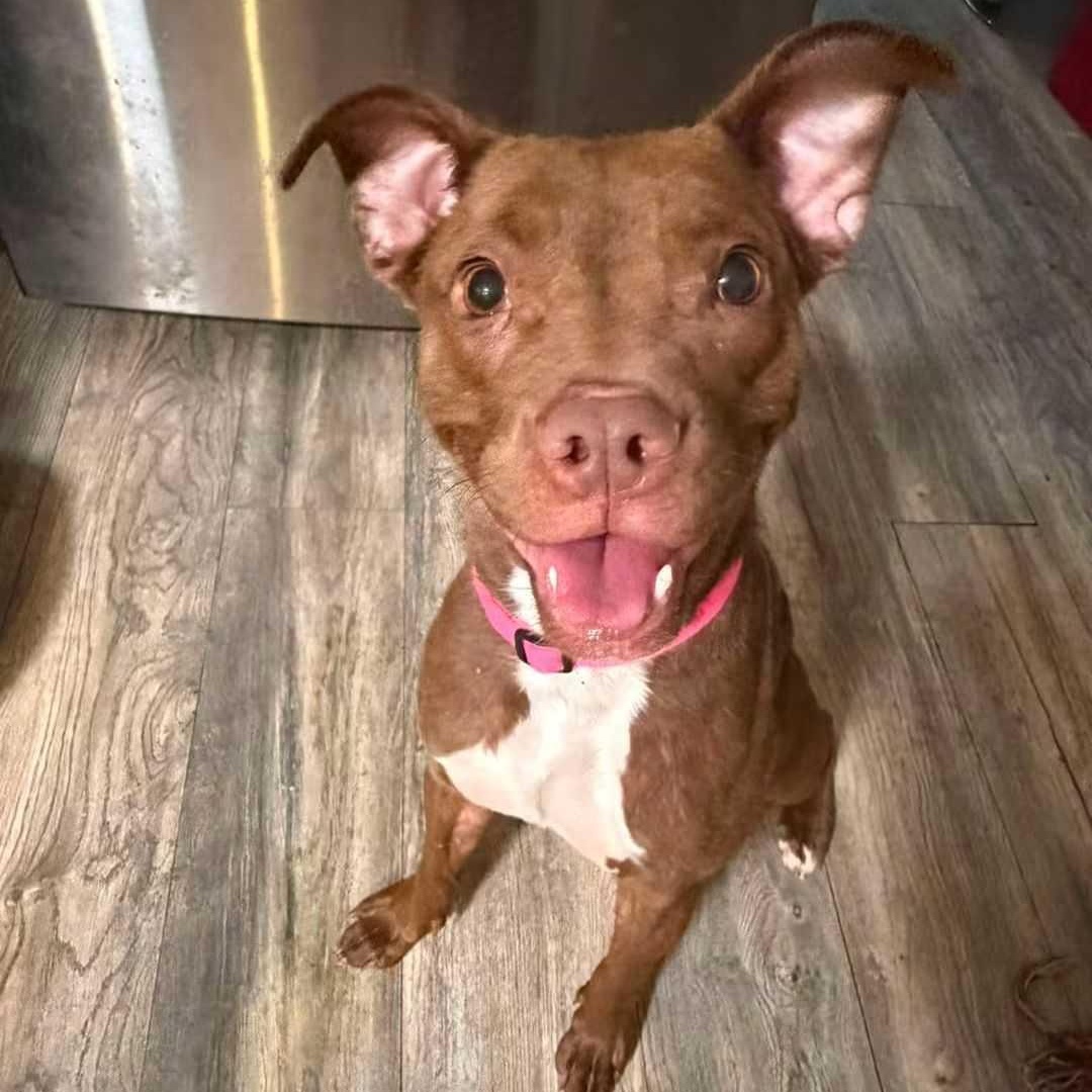 Stevie, Adoptable, Young Female Staffordshire Bull Terrier.