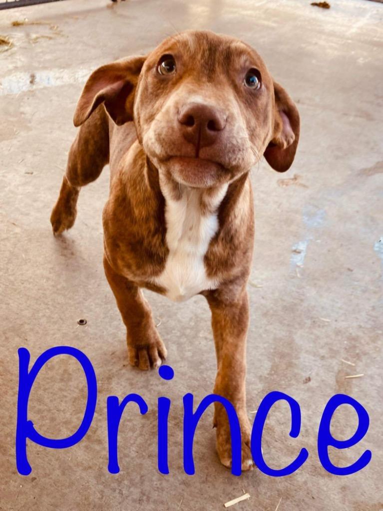 Enlarge Prince, a Adoptable mixed breed in Big Spring, TX image 1/2