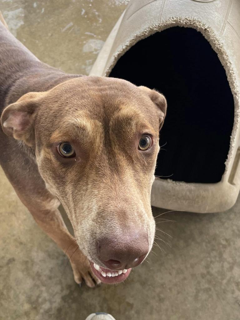 Enlarge Prince, a Adoptable mixed breed in Big Spring, TX image 2/2