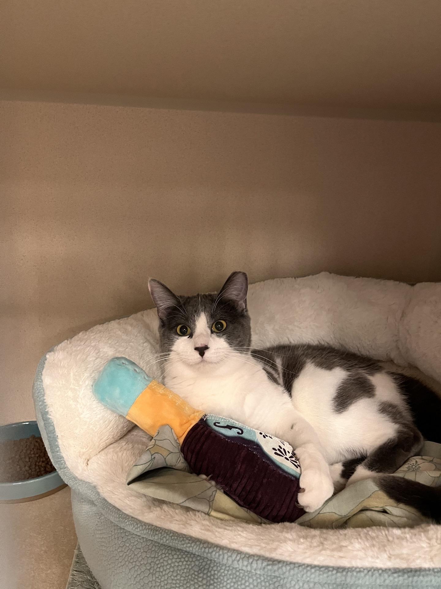 Janis Joplin, adopted, Kitten Female Domestic Short Hair.