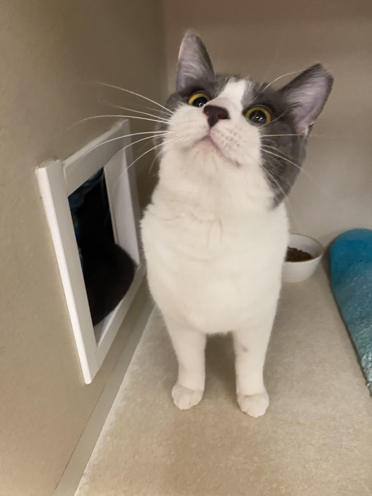 Enlarge Janis Joplin, an adopted Domestic Short Hair in Pueblo, CO image 4/4