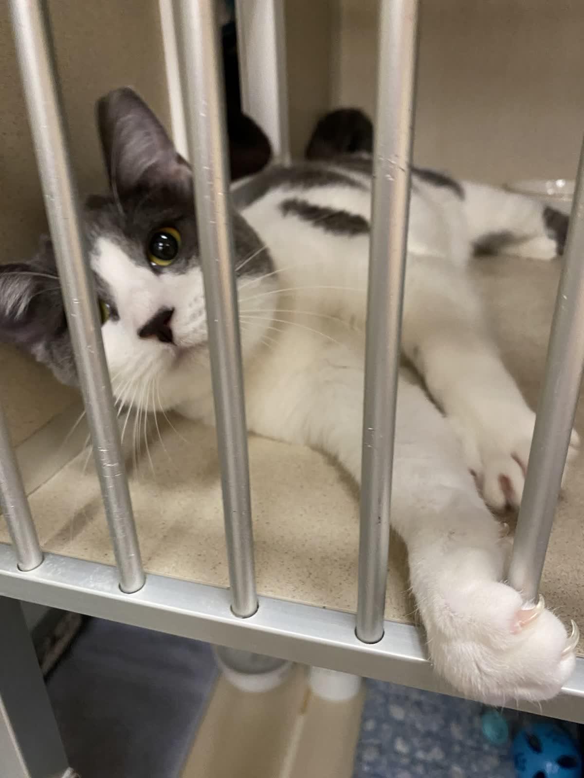 Enlarge Janis Joplin, an adopted Domestic Short Hair in Pueblo, CO image 3/4