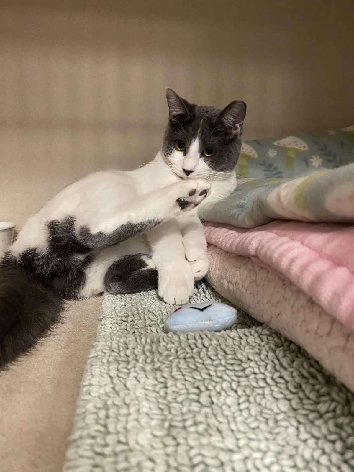 Enlarge Janis Joplin, an adopted Domestic Short Hair in Pueblo, CO image 2/4