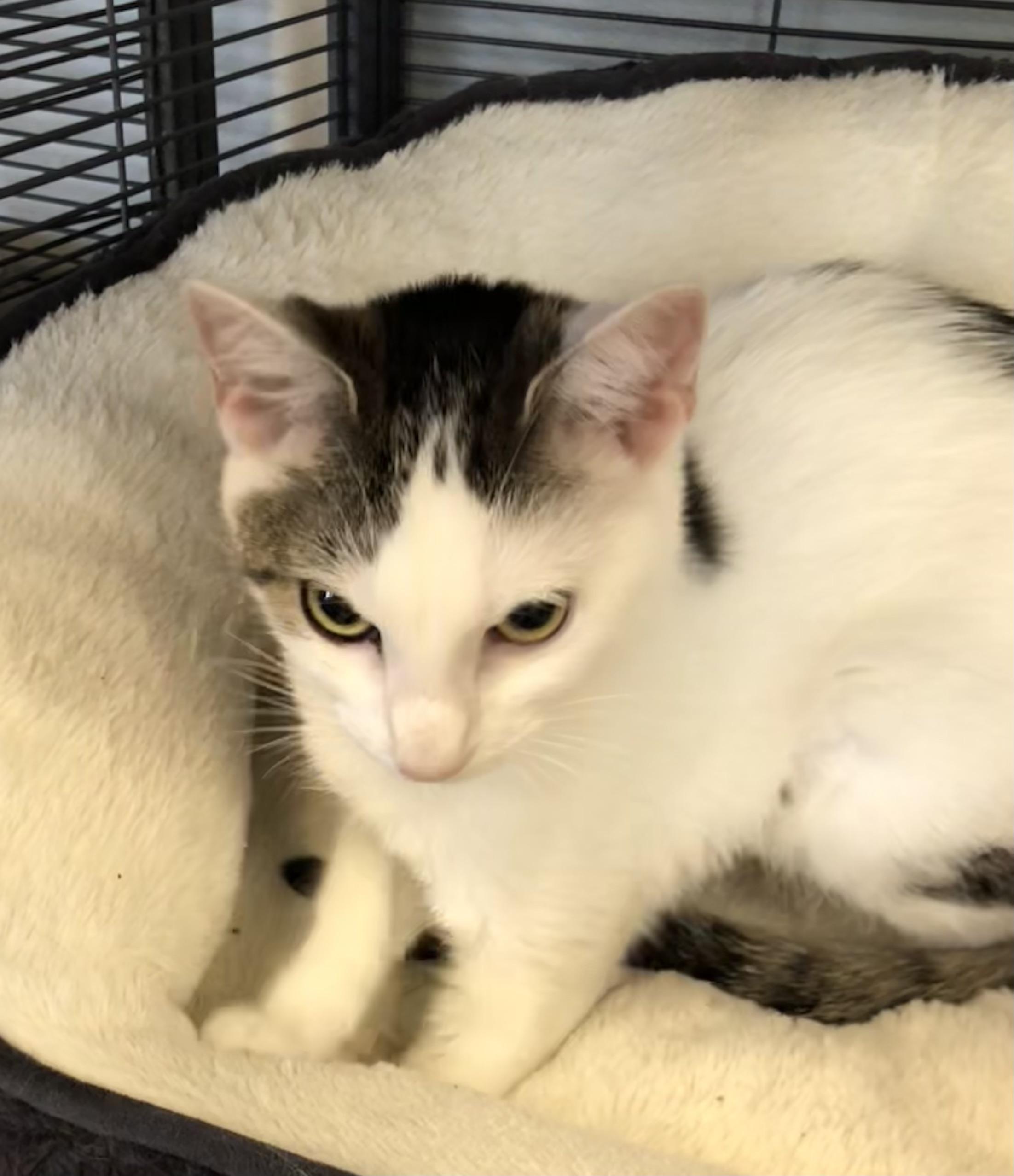 Enlarge Willa, a Adoptable Domestic Short Hair in Parma, OH image 1/1