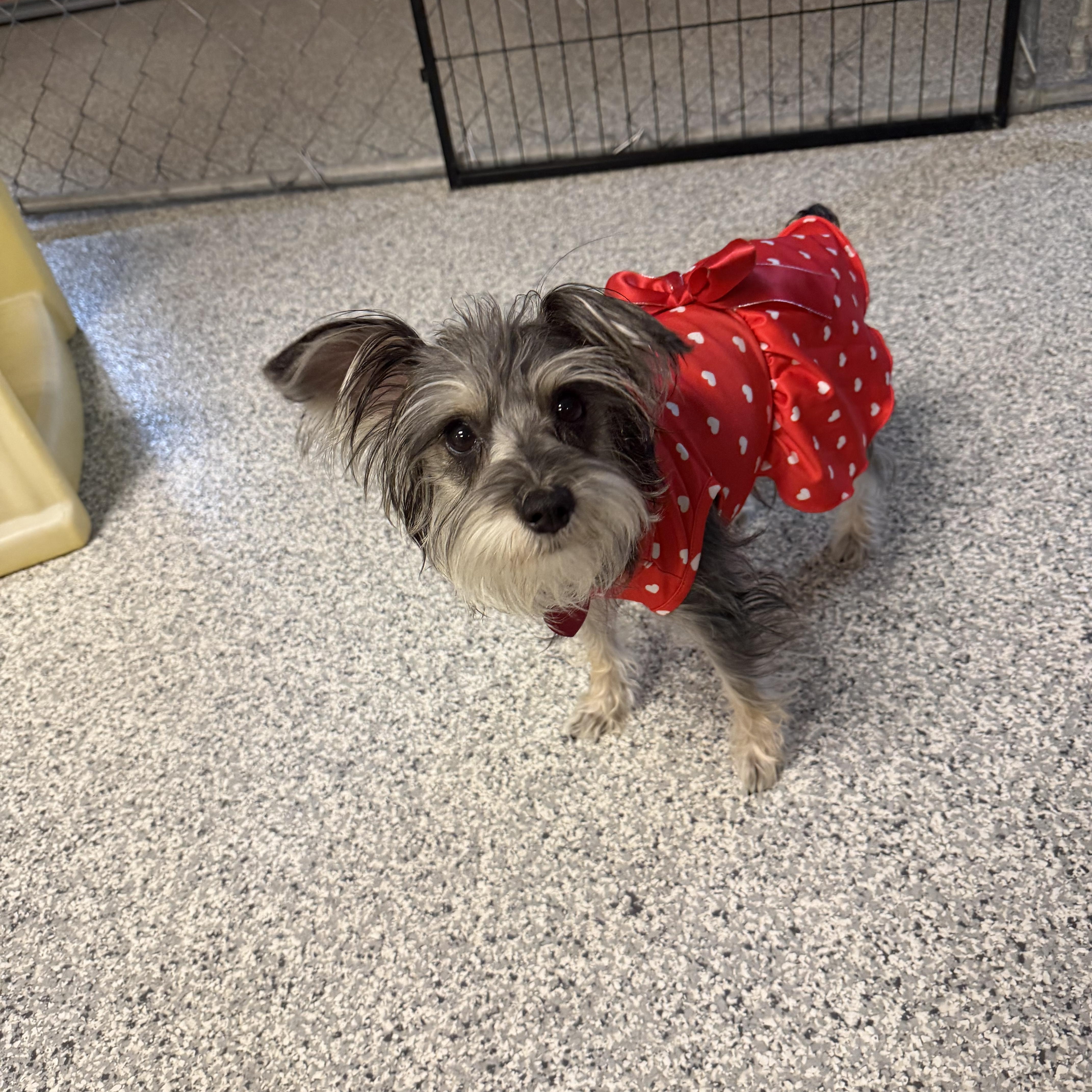 Diva, adopted, Young Female Miniature Schnauzer.