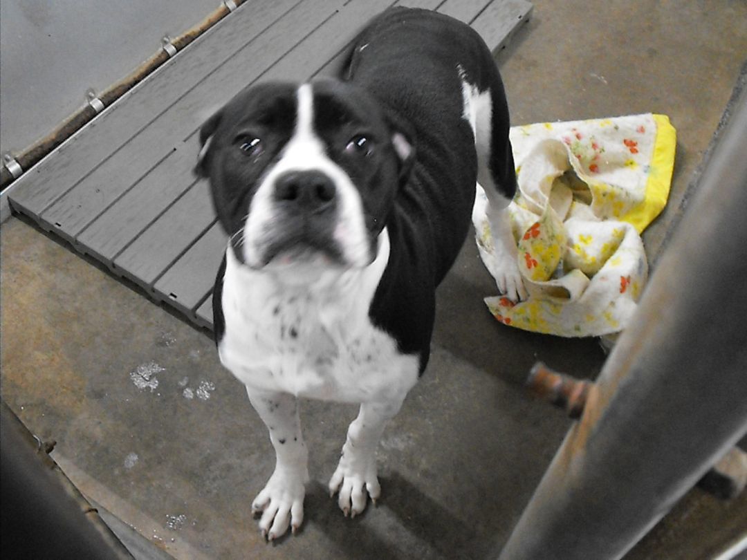 Dog for adoption Riley (3638), an American Bulldog in Ogdensburg, NY