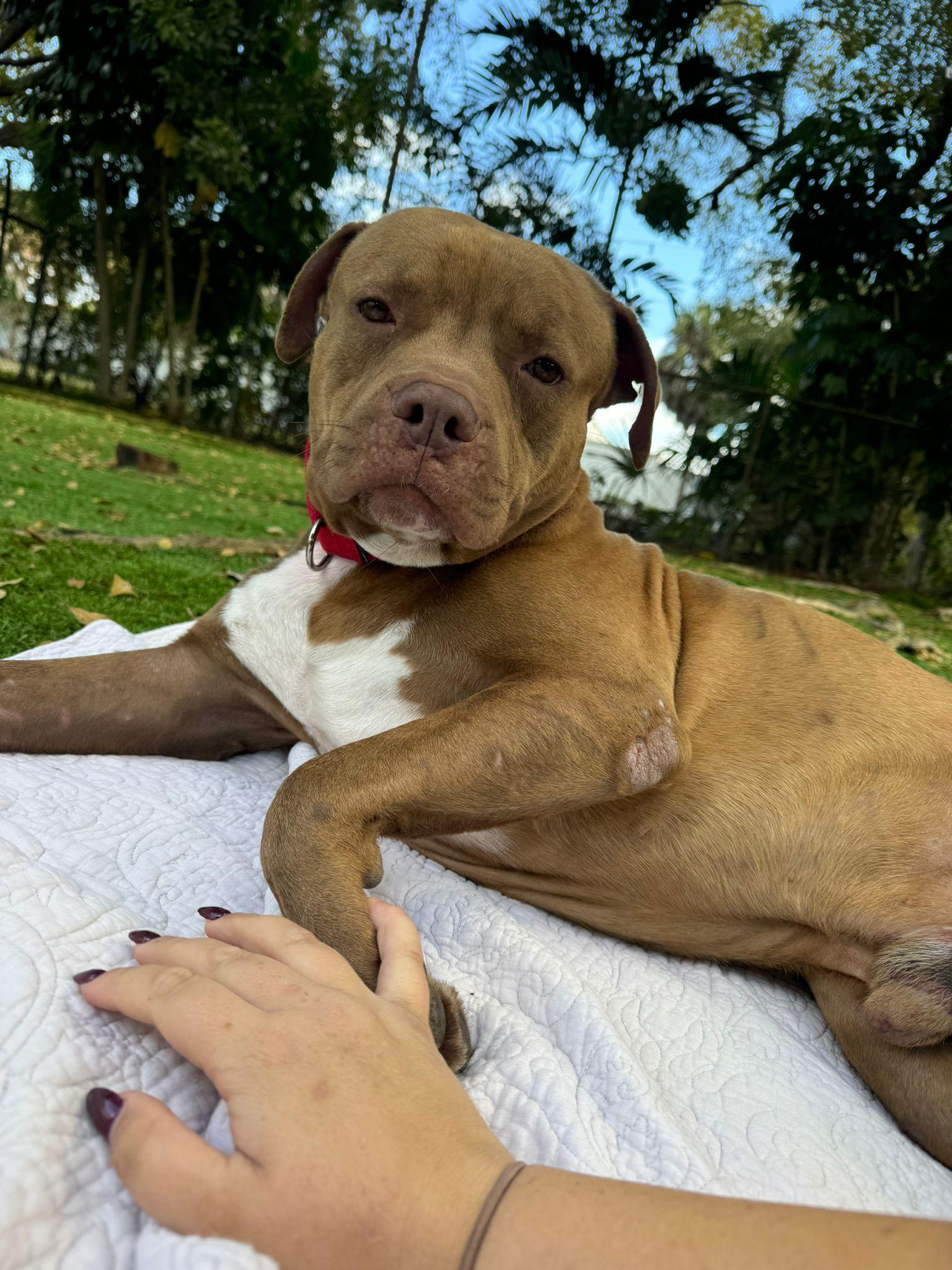 Pudding, Adoptable, Young Male Pit Bull Terrier.