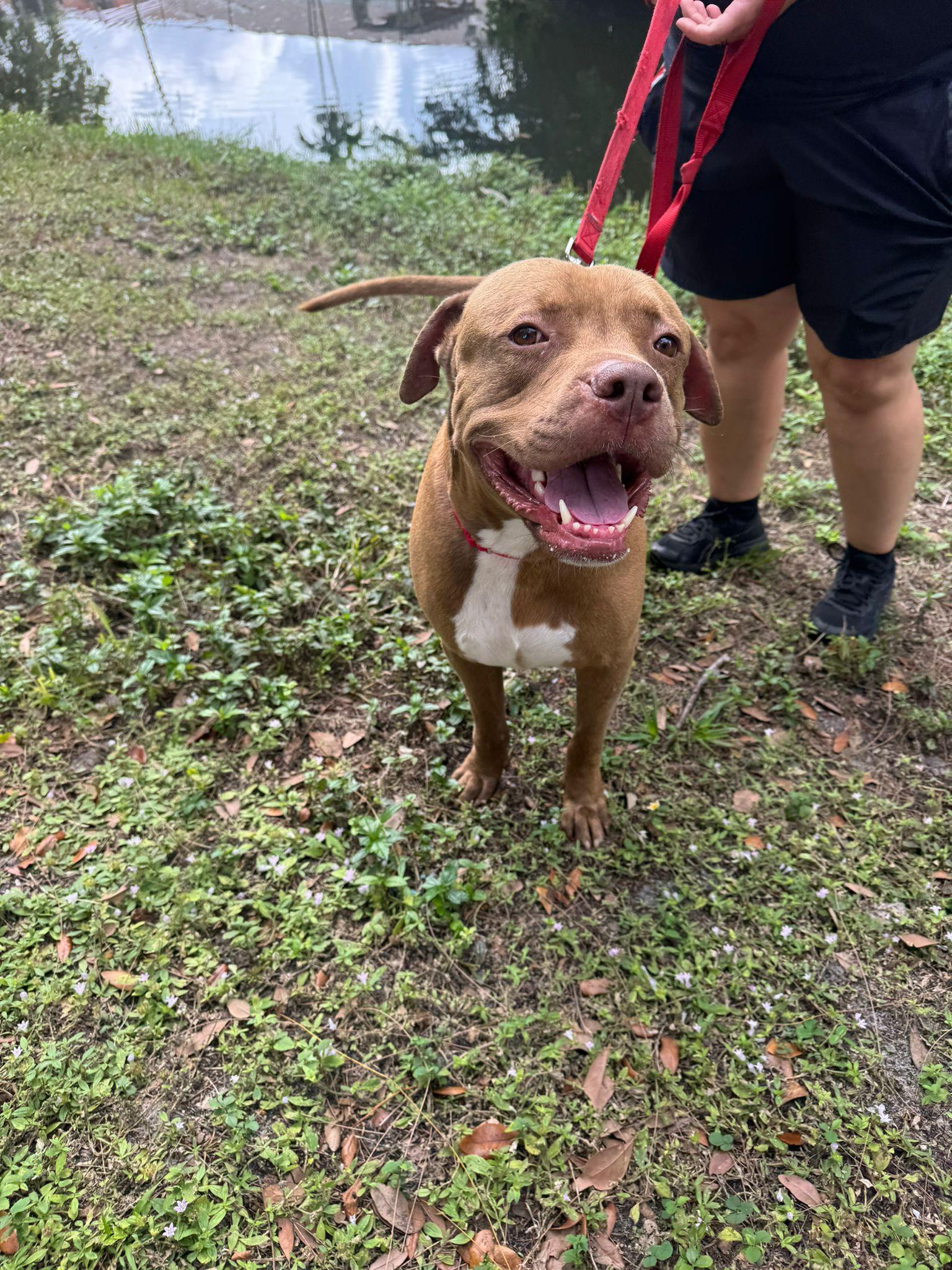 Enlarge Pudding, a Adoptable mixed breed in Lauderhill, FL image 4/4