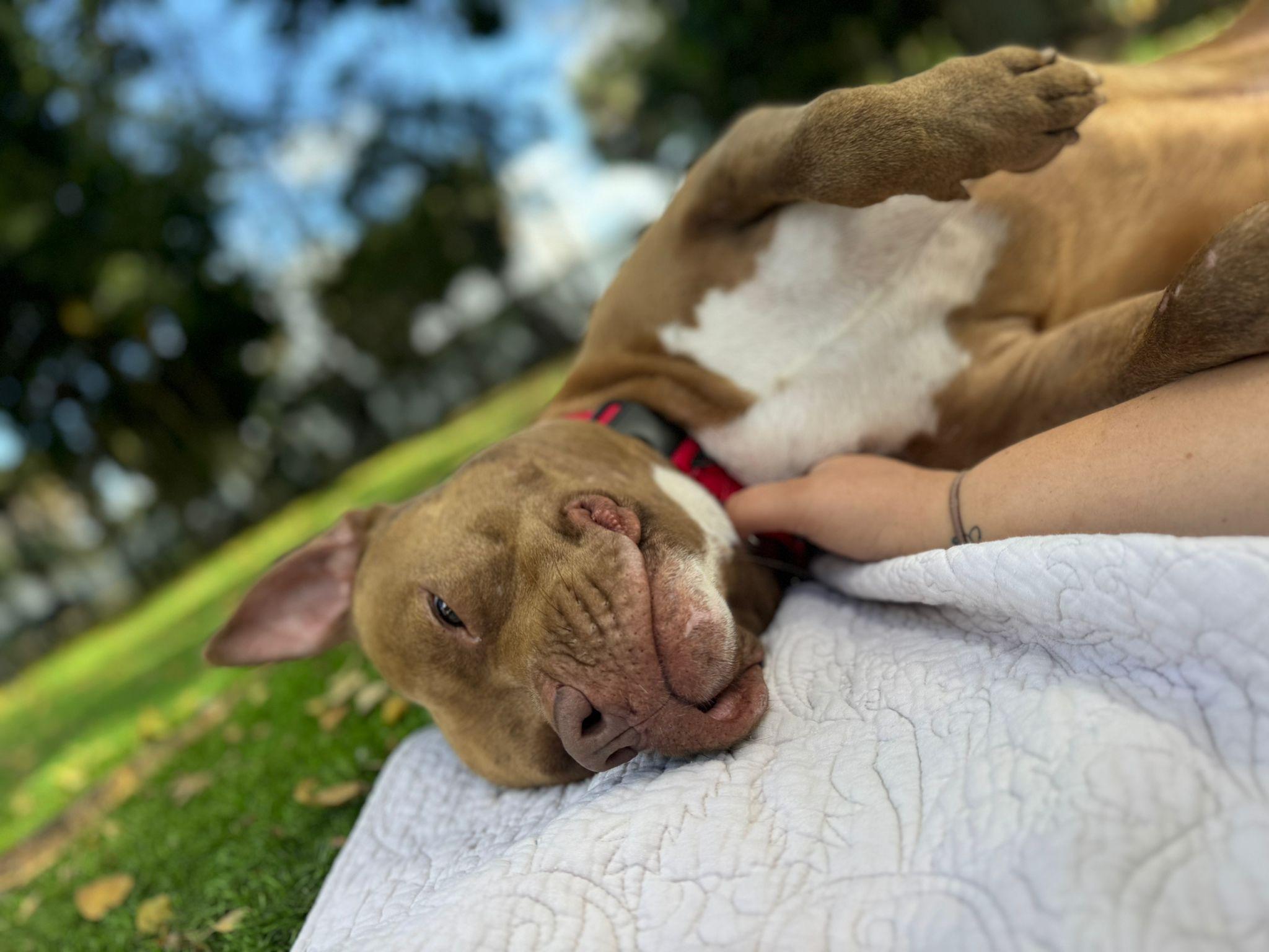 Enlarge Pudding, a Adoptable mixed breed in Lauderhill, FL image 3/4