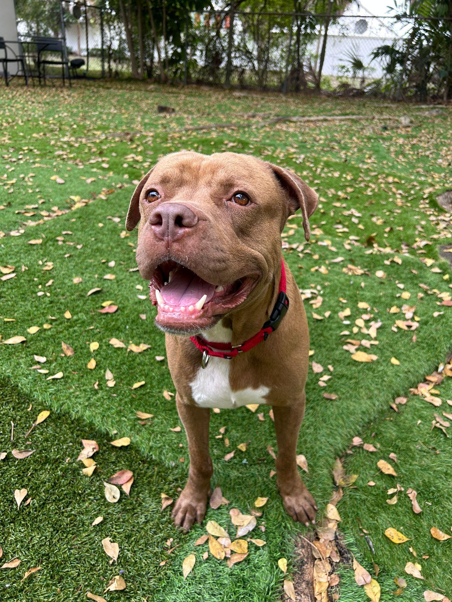 Enlarge Pudding, a Adoptable mixed breed in Lauderhill, FL image 1/4