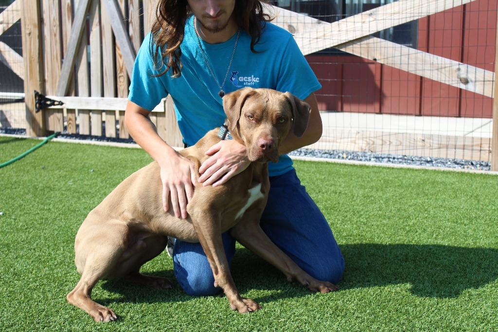 Ricochet, a ADOPTABLE mixed breed in Chestertown, MD image 5/5