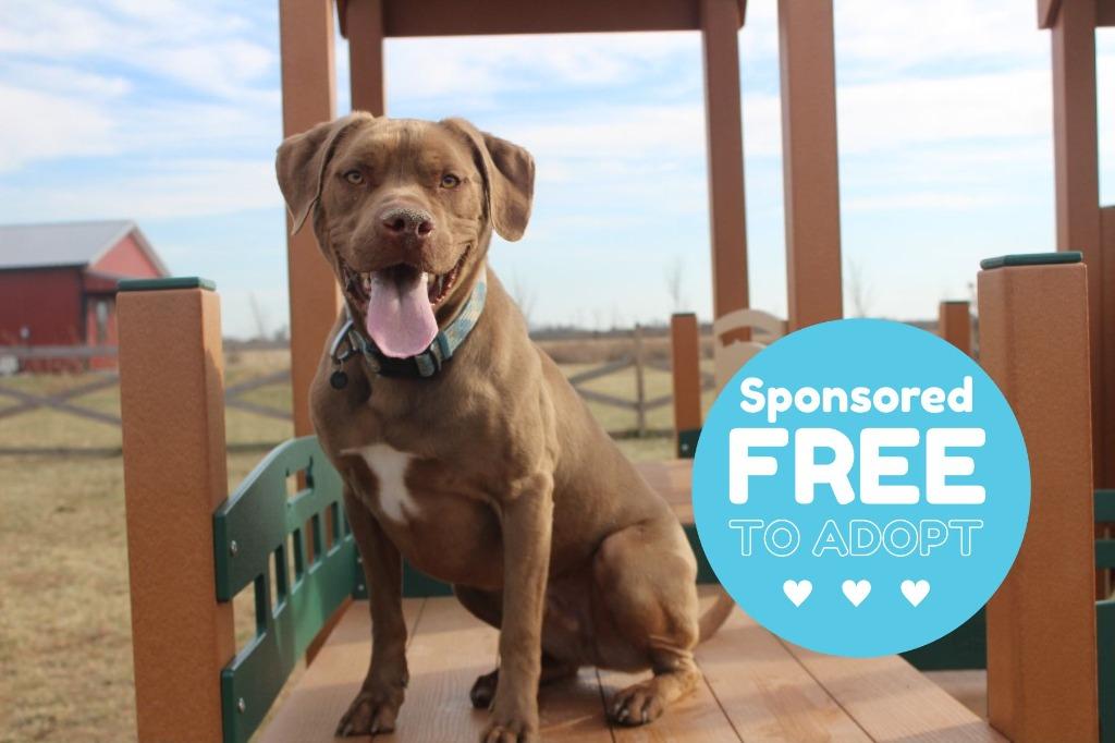 Ricochet, ADOPTABLE, Adult Male Chesapeake Bay Retriever & Pit Bull Terrier.