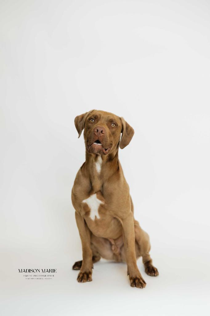 Ricochet, a ADOPTABLE mixed breed in Chestertown, MD image 4/5