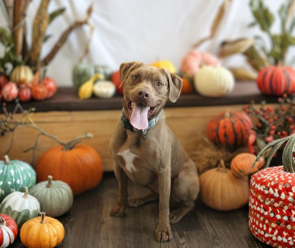 Ricochet, a ADOPTABLE mixed breed in Chestertown, MD image 3/5