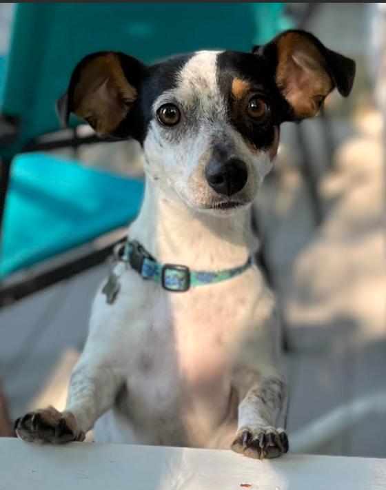 Enlarge Daisy Adopted, a Adopted Rat Terrier in Cranston, RI image 1/3