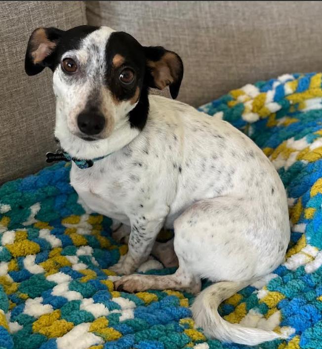 Enlarge Daisy Adopted, a Adopted Rat Terrier in Cranston, RI image 2/3