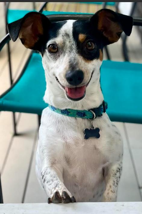 Enlarge Daisy Adopted, a Adopted Rat Terrier in Cranston, RI image 3/3