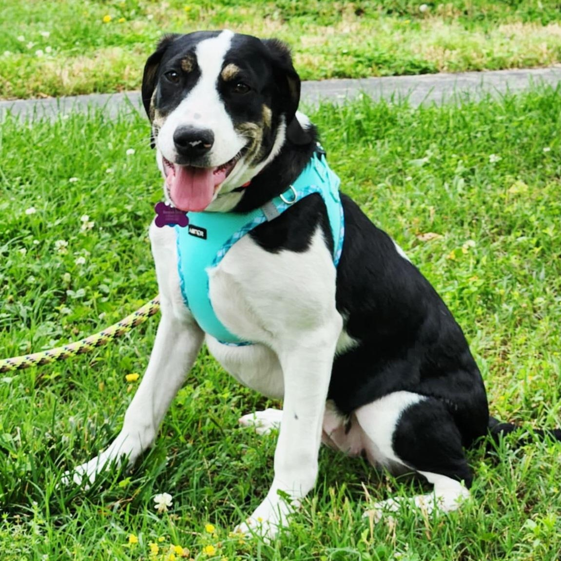 Ducky, an adoptable Goldendoodle, American Bully in Springfield, MO, 65804 | Photo Image 3