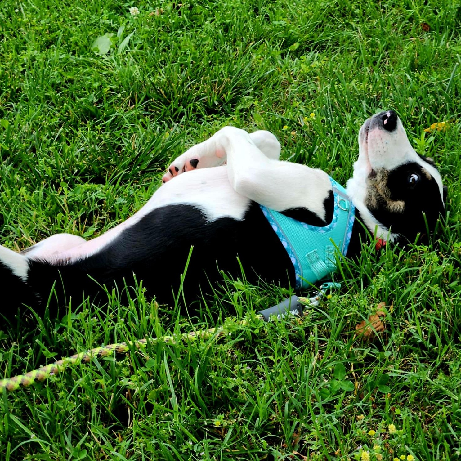 Ducky, an adoptable Goldendoodle, American Bully in Springfield, MO, 65804 | Photo Image 5